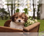 Small #7 Cavapoo