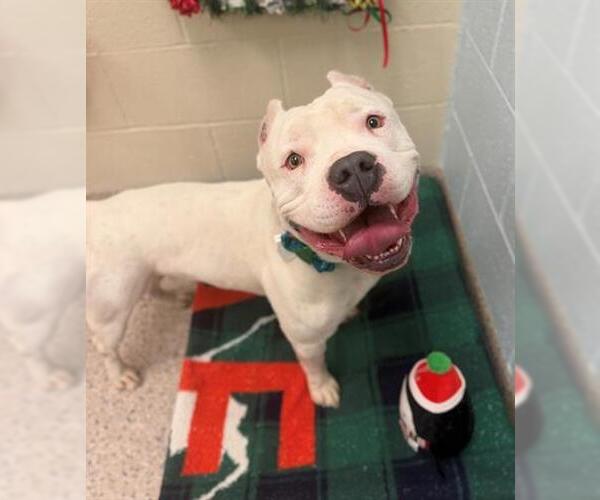 Medium Photo #1 Mutt Puppy For Sale in Brighton, CO, USA