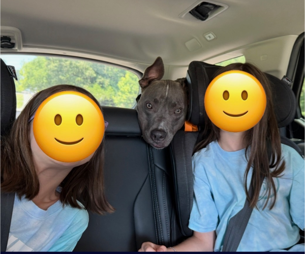 Medium Photo #10 American Staffordshire Terrier-Unknown Mix Puppy For Sale in Holly Springs, NC, USA