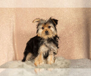 Shorkie Tzu Puppy for sale in NAPPANEE, IN, USA