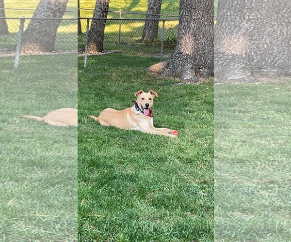 Medium Photo #3 Labrador Retriever-Unknown Mix Puppy For Sale in Brooklyn Center, MN, USA