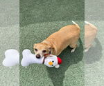 Small #3 Chihuahua
