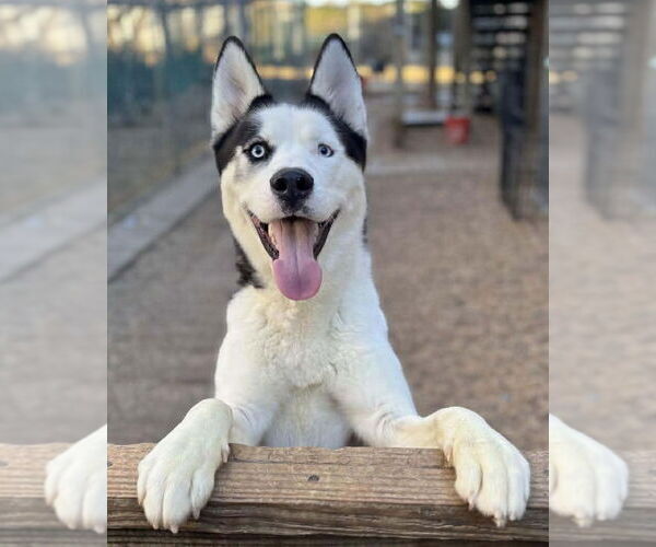 Medium Photo #1 Siberian Husky-Unknown Mix Puppy For Sale in Matawan, NJ, USA