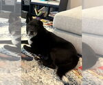Small Labrador Retriever Mix
