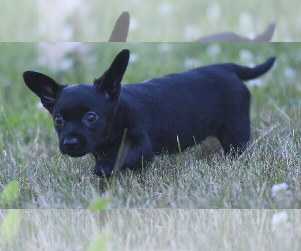 Medium Photo #2 Chihuahua Puppy For Sale in Mechanicsburg, PA, USA