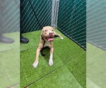 Small American Pit Bull Terrier