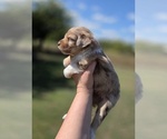 Small #5 Aussiedoodle
