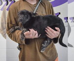Small #1 Shollie