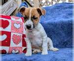 Puppy Puppy 1 Jack Russell Terrier