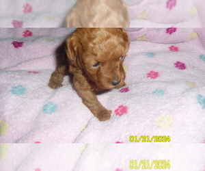 Poodle (Toy) Puppy for sale in DULUTH, GA, USA