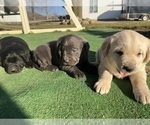 Small Photo #2 Labrador Retriever Puppy For Sale in QUINCY, MI, USA