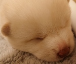 Small Photo #4 Shiba Inu Puppy For Sale in DALY CITY, CA, USA