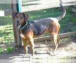 Small #2 Redbone Coonhound