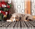 Small #3 Miniature Australian Shepherd