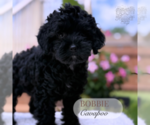 Small #5 Cavapoo