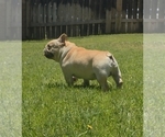 Small French Bulldog