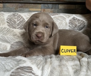 Labrador Retriever Puppy for Sale in STANWOOD, Washington USA