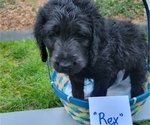 Puppy Rex Pug