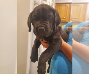 Cane Corso Puppy for sale in VERNAL, UT, USA