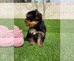 Small Photo #6 Yorkshire Terrier Puppy For Sale in SIMI VALLEY, CA, USA