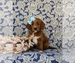 Goldendoodle (Miniature) Puppy for sale in CHRISTIANA, PA, USA