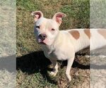 Small Photo #8 American Pit Bull Terrier-Unknown Mix Puppy For Sale in Lockport, NY, USA