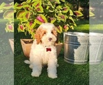 Small #3 Goldendoodle (Miniature)