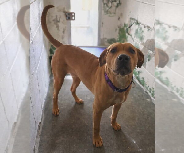 Medium Photo #5 Labrador Retriever-Unknown Mix Puppy For Sale in Rustburg, VA, USA