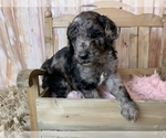 Small Photo #2 Poodle (Standard) Puppy For Sale in CONCORD, NC, USA