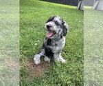Small #2 Poochon