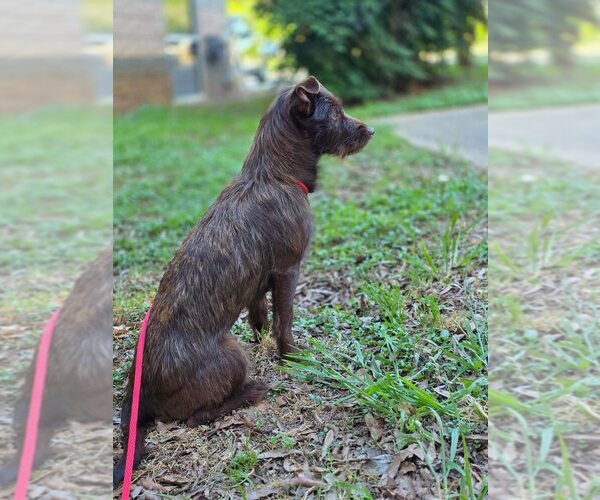 Medium Photo #7 Mutt Puppy For Sale in New York, NY, USA