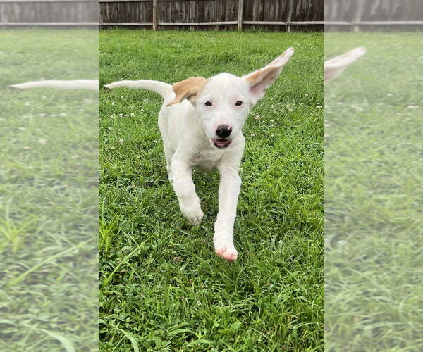 Medium Photo #8 Jack-A-Bee Puppy For Sale in Aurora, IN, USA
