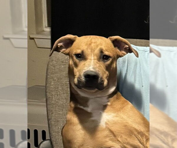 Medium Photo #2 American Staffordshire Terrier-Unknown Mix Puppy For Sale in San Antonio, TX, USA