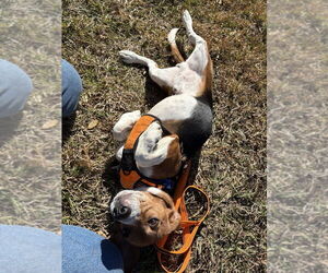 Beagle Dogs for adoption in Candler, NC, USA