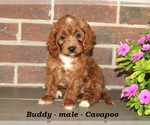 Small Cavapoo