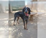 Small Photo #3 Bluetick Coonhound Puppy For Sale in Apple Valley, CA, USA