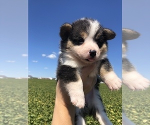 Pembroke Welsh Corgi Puppy for sale in ARTHUR, IL, USA