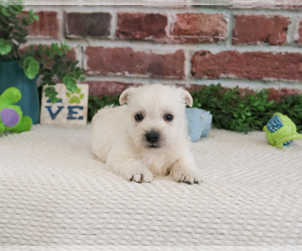 Medium Photo #7 West Highland White Terrier Puppy For Sale in SYRACUSE, IN, USA