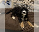 Kandy (7230) - Female Bernedoodle Dog for Adoption - Small photo