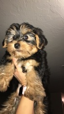 Yorkshire Terrier Puppy for sale in STILLWATER, OK, USA
