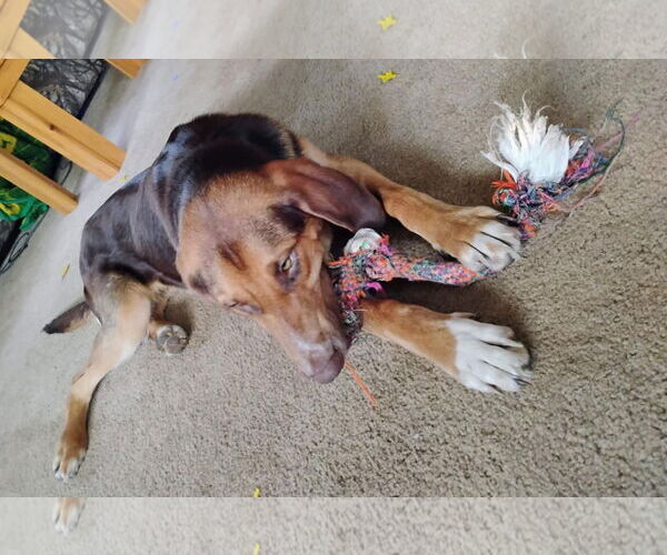 Medium Photo #4 Mutt Puppy For Sale in Clinton , MI, USA