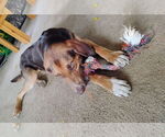Small #3 Mutt
