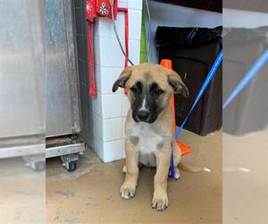 German Shepherd Dog-Unknown Mix Dogs for adoption in Chula Vista, CA, USA