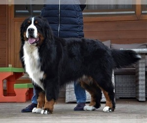 Father of the Bernese Mountain Dog puppies born on 05/10/2021