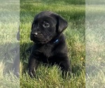 Small Photo #50 Labrador Retriever Puppy For Sale in FREDERICKSBG, OH, USA