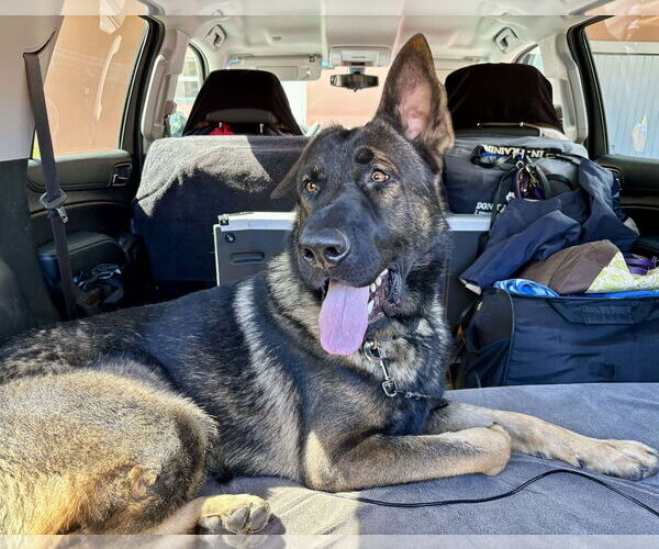 Medium Photo #2 German Shepherd Dog Puppy For Sale in Plantation, FL, USA