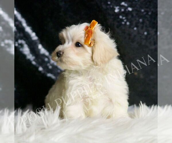 Medium Photo #4 Maltipoo Puppy For Sale in WARSAW, IN, USA
