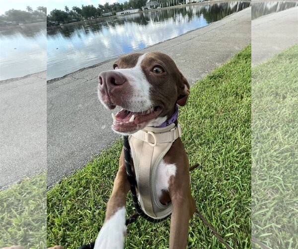 Medium Photo #3 Mutt Puppy For Sale in Miami, FL, USA
