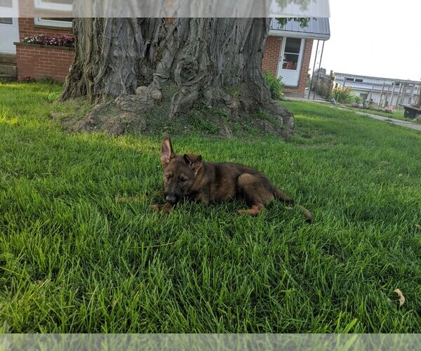 Medium Photo #5 German Shepherd Dog Puppy For Sale in FREDERICKTOWN, OH, USA