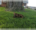 Small Photo #5 German Shepherd Dog Puppy For Sale in FREDERICKTOWN, OH, USA